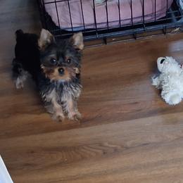 Yorkshire Terrier Puppies from Charlene's Yorkshire Terriers