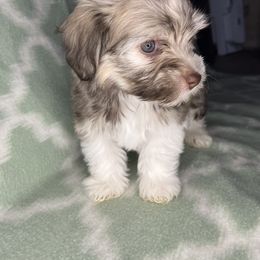 Havanese Puppies from LaBeouf Havanese’s