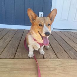 Ruby - Pembroke Welsh Corgi