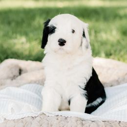Bernedoodle, Goldendoodle, Poodle, and Sheepadoodle Puppies from Northwest Pups