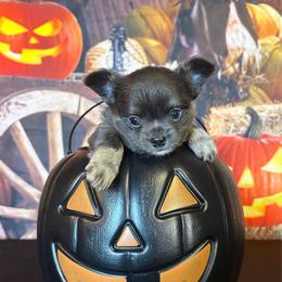 Ghost - Blue male Chihuahua puppy in Gloucester, Virginia from Charlotte's Web of Chihuahuas