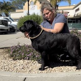 Etta - Labrador Retriever