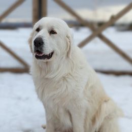 Winter - Great Pyrenees