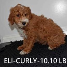 ELI - Red  male Goldendoodle puppy in Jasper, Indiana from Hilltop Pups By Abby, LLC