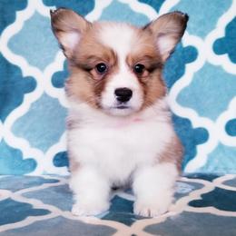 American Corgi and Pembroke Welsh Corgi Puppies from Whimsical Treasure Corgis
