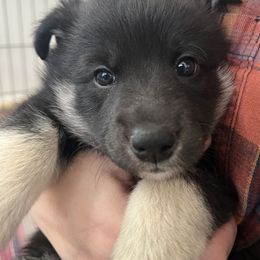 Lapponian Herder Puppies from Onnellinen Kennels Lapponian Herders
