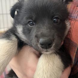 Lapponian Herder Puppies from Onnellinen Kennels Lapponian Herders