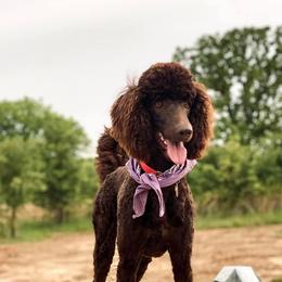 Poodles from Savage Doodles and Poodles