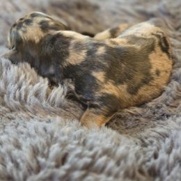 Girl 3 - Dapple Dachshund puppy in Barre, Massachusetts from Central Mass Dachshunds