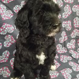 Bernedoodle, Goldendoodle, and Poodle Puppies from Granton Creek