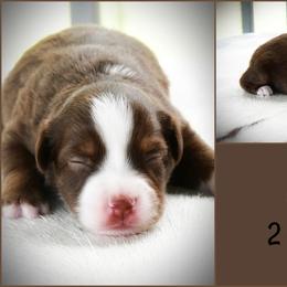 Cheyenne - Red tri-color female Australian Shepherd puppy in Ranger, Texas from Outback Mini Aussies
