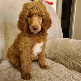 Brown Collar-Phineas - Red  male Poodle puppy in Colorado Springs, Colorado from Silly's Standard Poodles