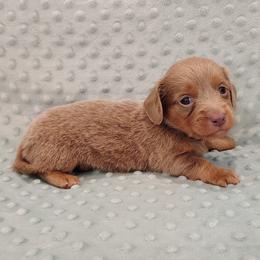 Puppy 3 - Fawn (isabella) and tan male Dachshund puppy in Krum, Texas from Dots N Spots Dachshunds