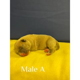 Male A - Blue fawn male American Pit Bull Terrier puppy in Pensacola, Florida from Alpha Alliance Kennels