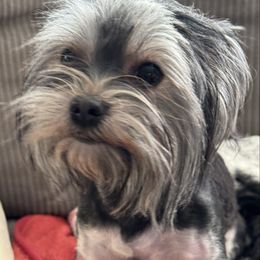 Lexi - Yorkshire Terrier