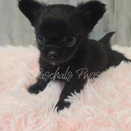 Tiny Sydney - Black female Chihuahua puppy in Bowdon, Georgia from Paschal's Pups