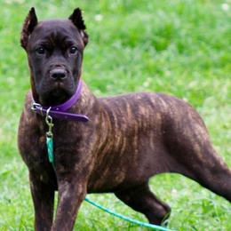 Purple collar brindle girl - Chestnut brindle female Cane Corso puppy in Atlanta, Georgia from Cane Corso’s of Atlanta
