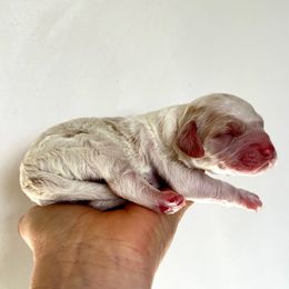 Boy 2 - Red and white male Cockapoo puppy in Egg Harbor City, New Jersey from Grace Given Cockapoos (GGC)