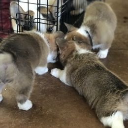 Pembroke Welsh Corgi Puppies from Arrowhead Corgis