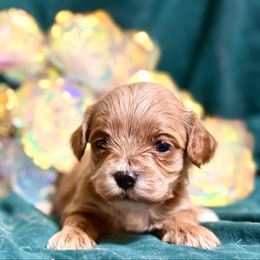 Coco - Apricot female Cavapoo puppy in Conway, Missouri from Jordan  Harrison