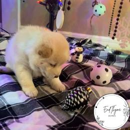 Shiba Inu Puppies from EndThyme Acres