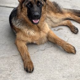 German Shepherd puppies from Zaragoza German Shepherds