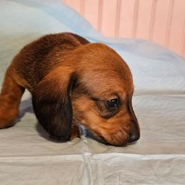 Mi Corazon - Red male Dachshund puppy in El Paso, Texas from Mells Weenies