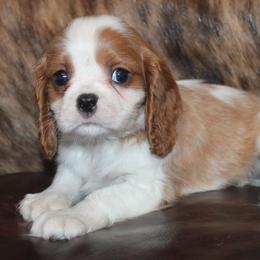 Willie - Blenheim male Cavalier King Charles Spaniel puppy in Leonard, Texas from Rising Star Kennels