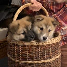 Icelandic Sheepdog Puppies from Hrafnkell Icelandics