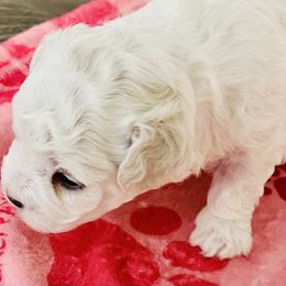 Boy 1 - White and buff male Bichon Frise puppy in Lavon, Texas from Sissy’s Heavenly Paws