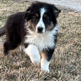 Donner - Black tri-color Australian Shepherd puppy in St. Louis, Missouri from Kimmerly Aussies