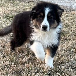 Donner - Black tri-color Australian Shepherd puppy in St. Louis, Missouri from Kimmerly Aussies