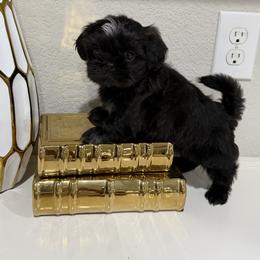 Saint - Black male Shih Tzu puppy in Benbrook, Texas from Pretty Paws & Pearls Shih Tzu's