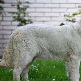 Golden Retrievers from Snowsprings Goldens