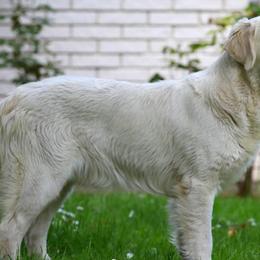Golden Retrievers from Snowsprings Goldens