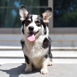 Stormfly - Pembroke Welsh Corgi