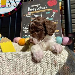 Red - Parti male Poodle puppy in Camdenton, Missouri from Silver Lining Poodles
