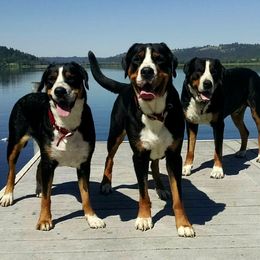 Greater Swiss Mountain Dogs from Alpenblick
