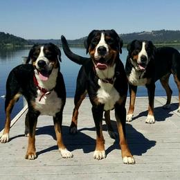 Greater Swiss Mountain Dogs from Alpenblick