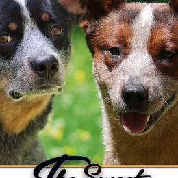 Australian Cattle Dogs from The Sweet Kennels