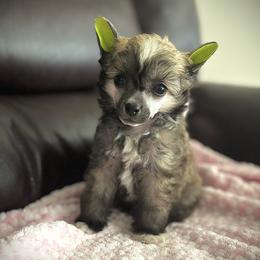 Sweet Tiny Puff Girl - Cream female Chinese Crested puppy in Tomball, Texas from Gracieux Chinese Cresteds