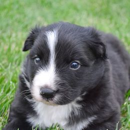 Obsidian - Black & white male Australian Shepherd puppy in Mayer, Arizona from Ms Priss Aussies
