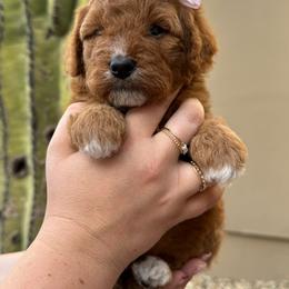 Posy - Red  female Goldendoodle puppy in Goodyear, Arizona from GAMMIE’S DOODLES