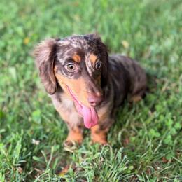 Rip - Dachshund