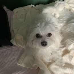 Maltese from Mountain Meadow Maltese