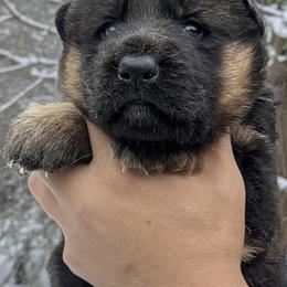 Female Puppy 1 - Black and red female German Shepherd puppy in Pocono Ranch Lands, Pennsylvania from Vom Haus Pharoah German Shepherd