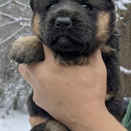 Female Puppy 1 - Black and red female German Shepherd puppy in Pocono Ranch Lands, Pennsylvania from Vom Haus Pharoah German Shepherd