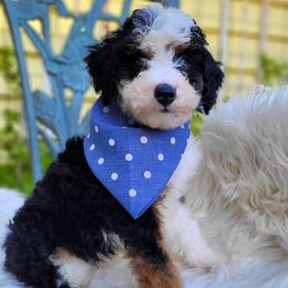Bernedoodle Puppies from Refined Doodles