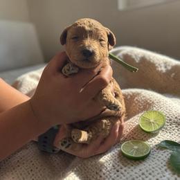 Lime - Apricot male Goldendoodle puppy in Gainesville, Florida from Pet Inn Xxweetdoodles