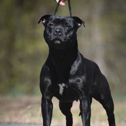 Nickal - Staffordshire Bull Terrier